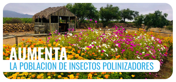 AUMENTÁ LA POBLACIÓN DE INSECTOS POLINIZADORES