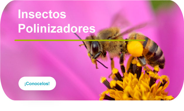 Insectos Polinizadores