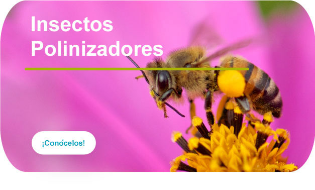 Insectos Polinizadores