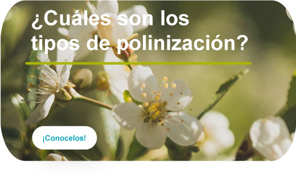 Tipos de Polinización