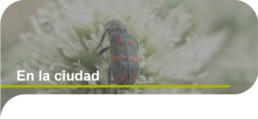 Biodiversidad en la ciudad