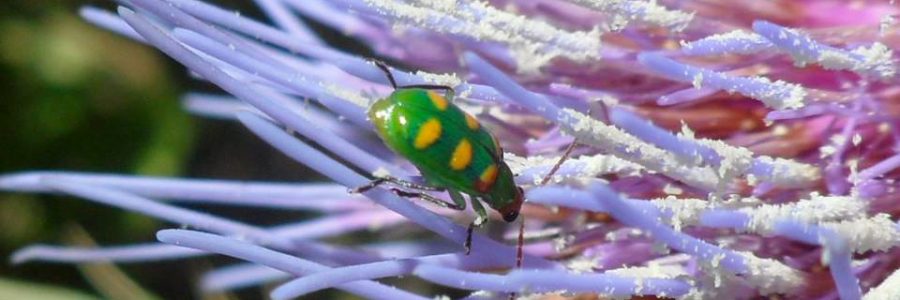 Conservar la biodiversidad es clave para garantizar la seguridad alimentaria