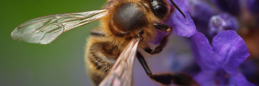 Jardines como refugio de biodiversidad