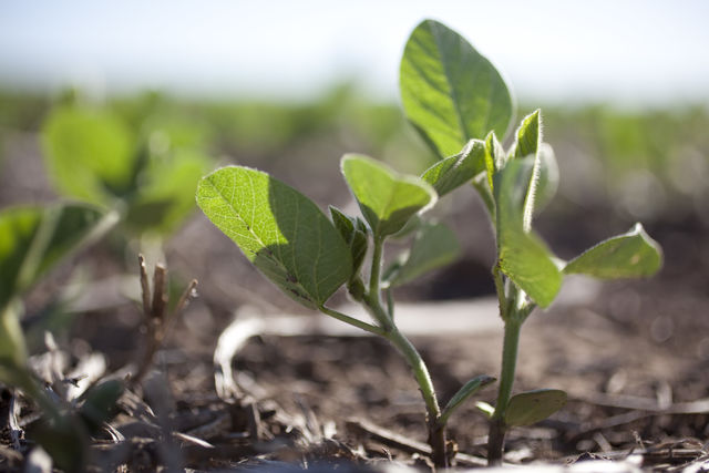 Facultad de Ciencias de Uruguay estudiará el impacto de la polinización con el apoyo de Syngenta