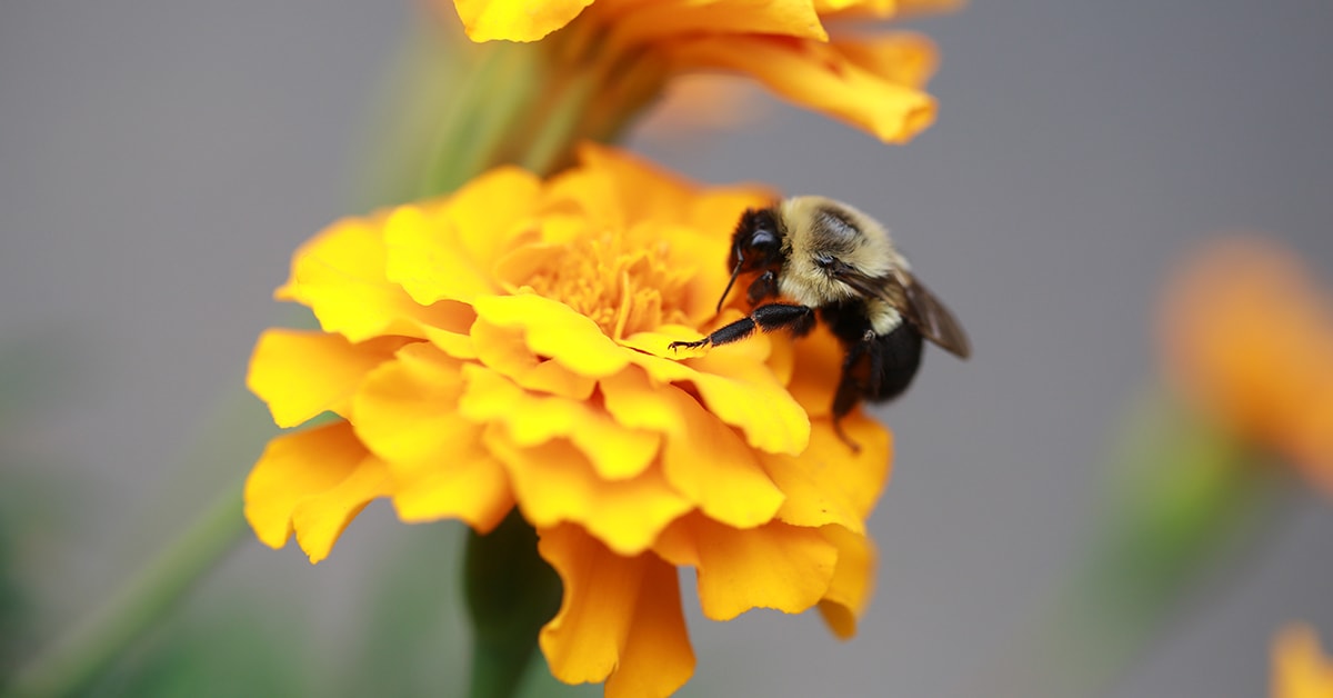 Biodiversidad