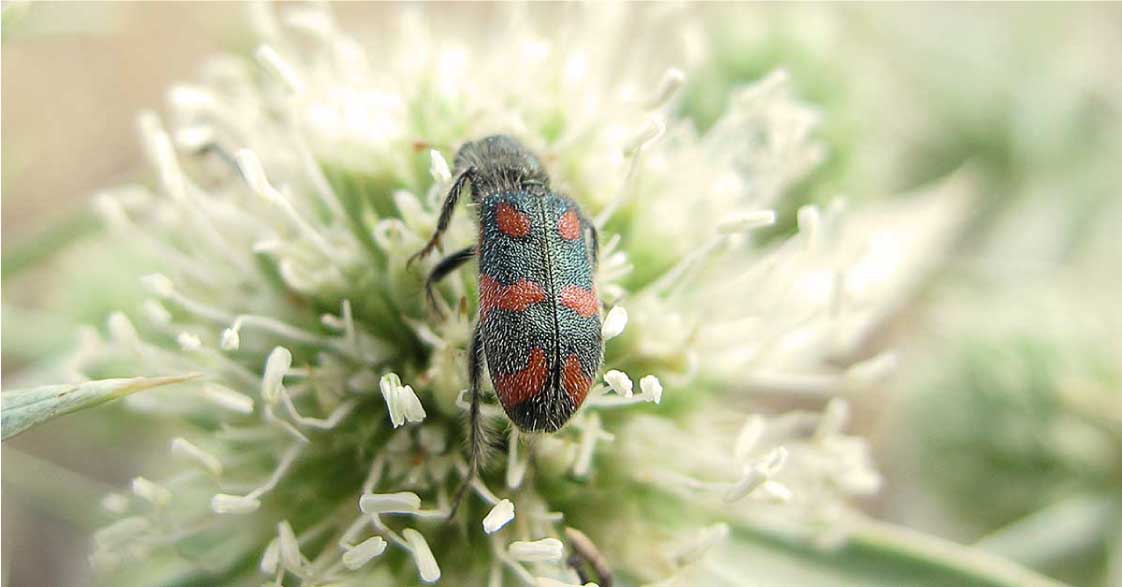 Biodiversidad