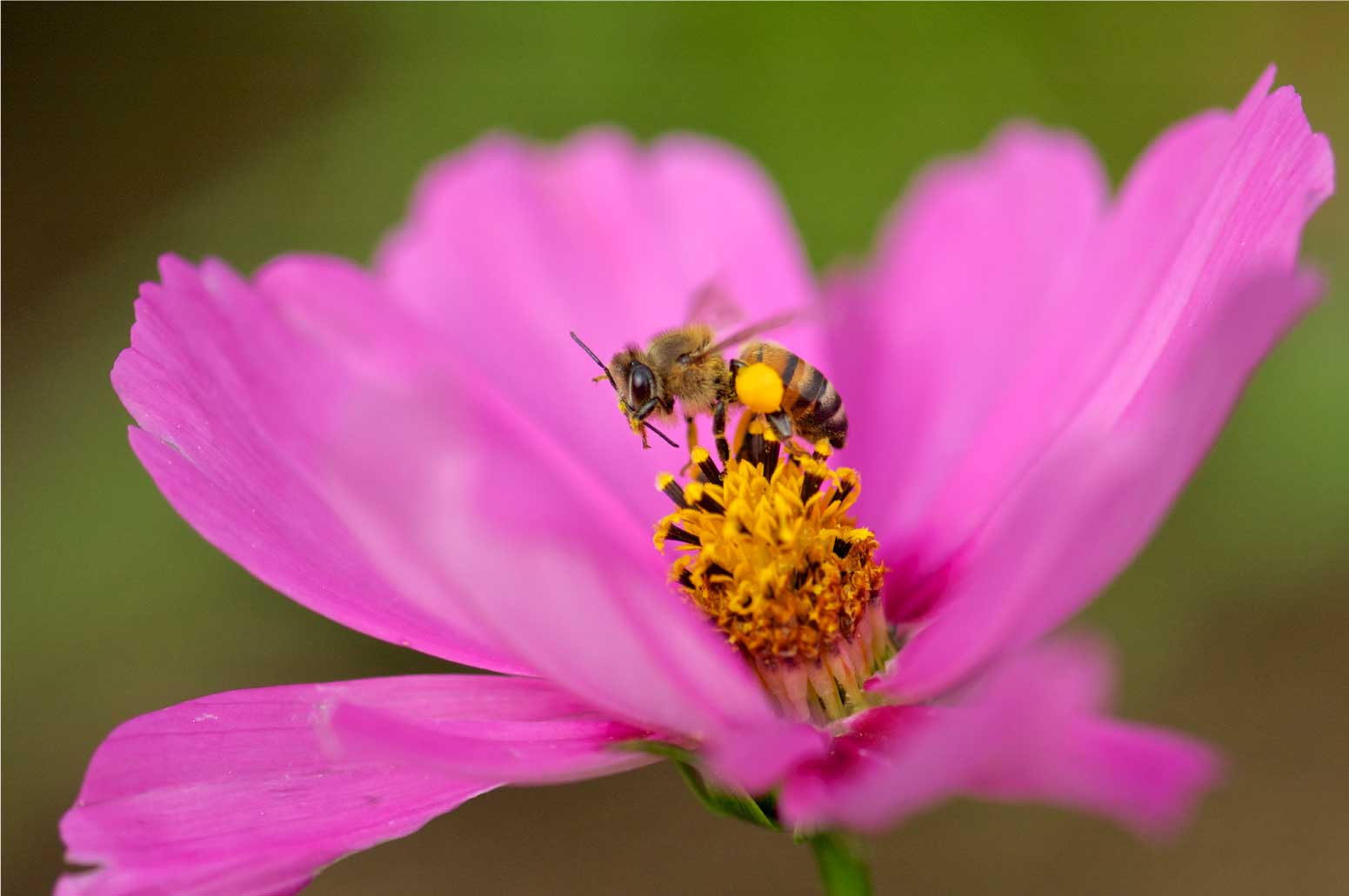 Biodiversidad