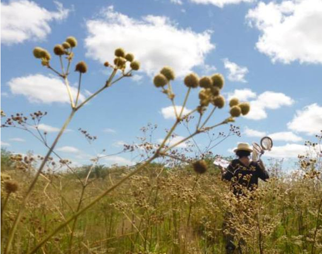 Polinización en agroecosistemas