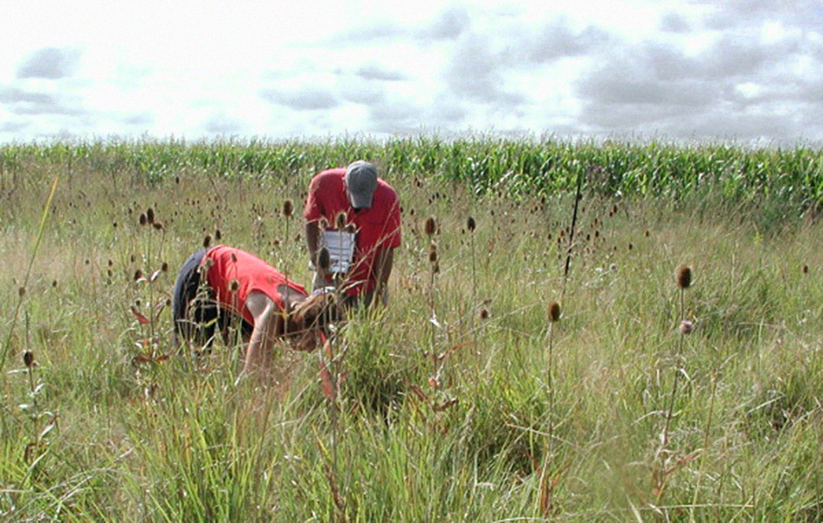 Suelos pampeanos con más insectos por la agricultura
