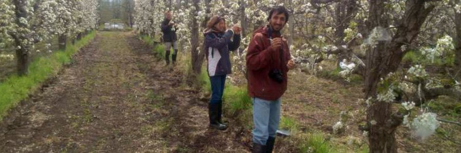El Dr. Lucas Garibaldi nuevo presidente de la Comisión científica de polinización y flora apícola