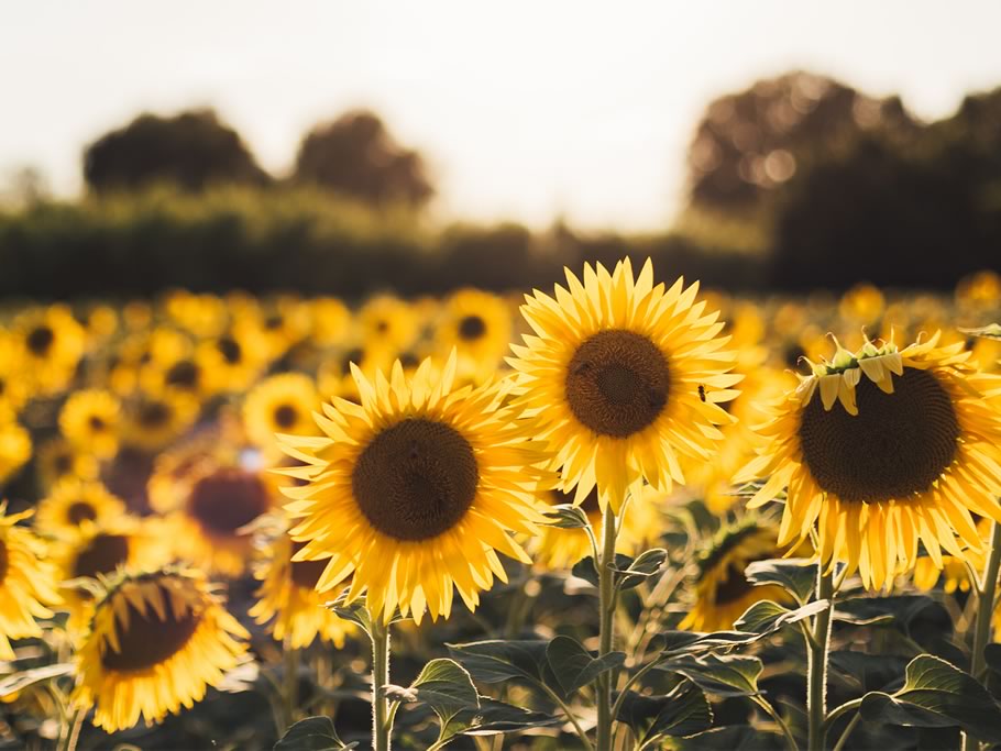 En primavera campo y ciudad se preparan para la polinización