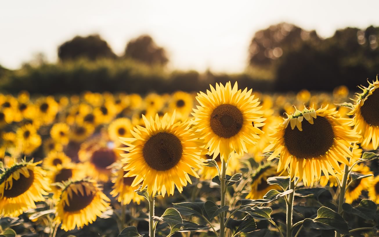 En primavera campo y ciudad se preparan para la polinización