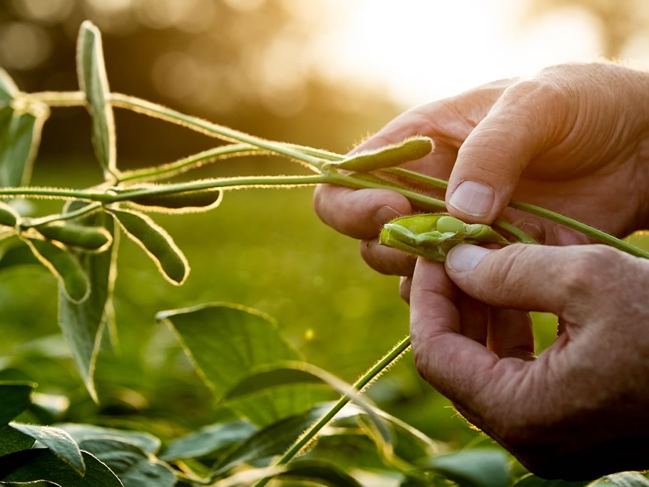 En primavera campo y ciudad se preparan para la polinización