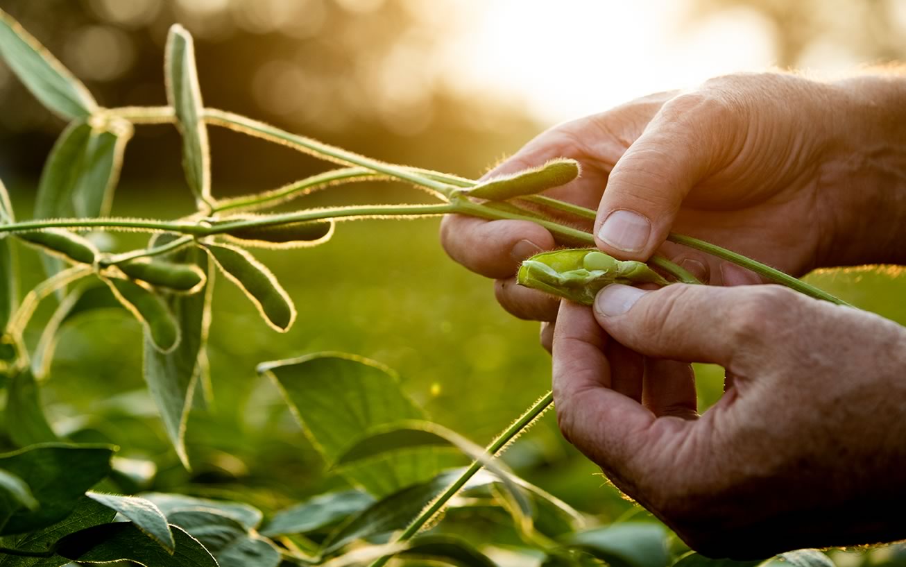 En primavera campo y ciudad se preparan para la polinización