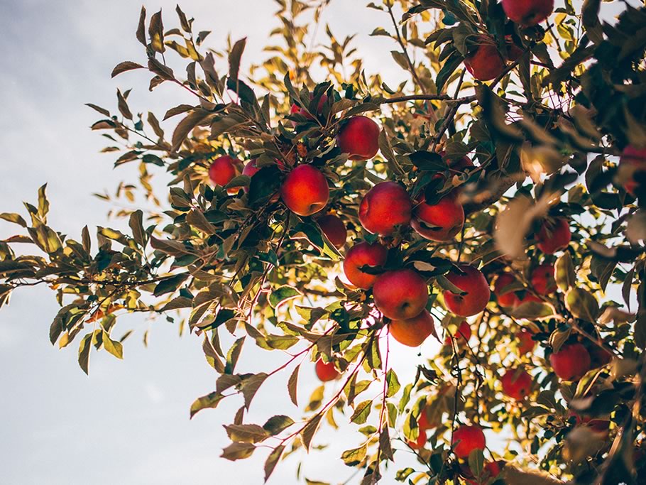 En primavera campo y ciudad se preparan para la polinización