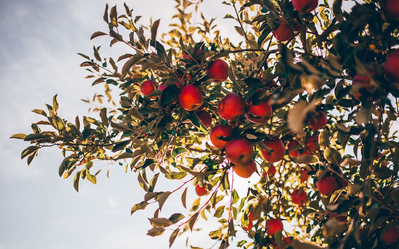 En primavera campo y ciudad se preparan para la polinización