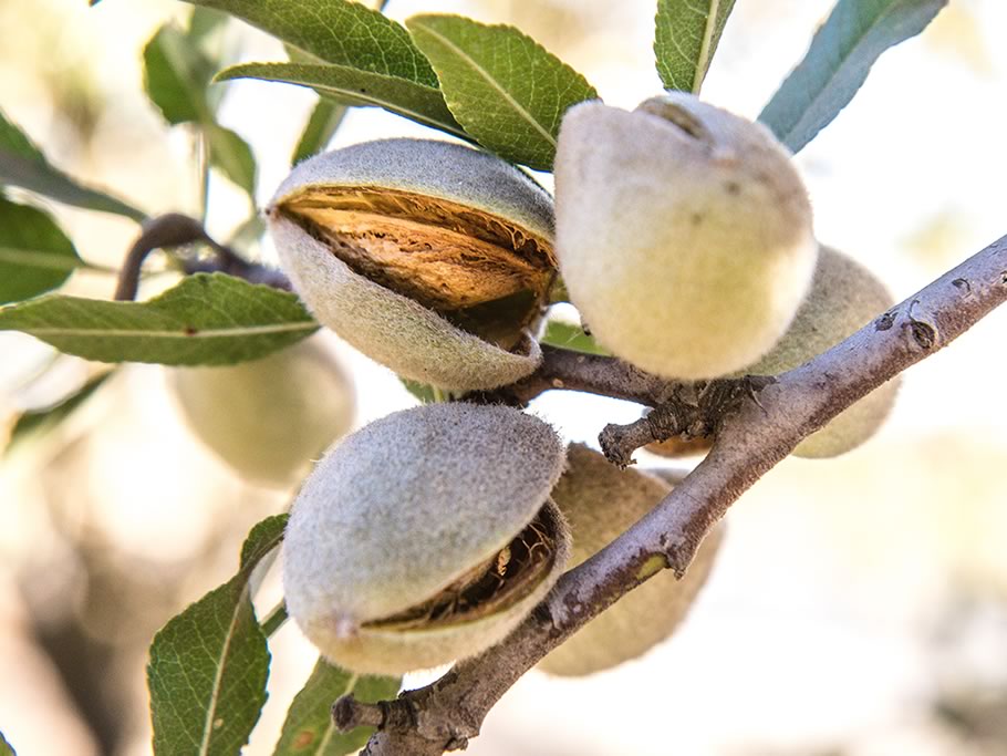 En primavera campo y ciudad se preparan para la polinización