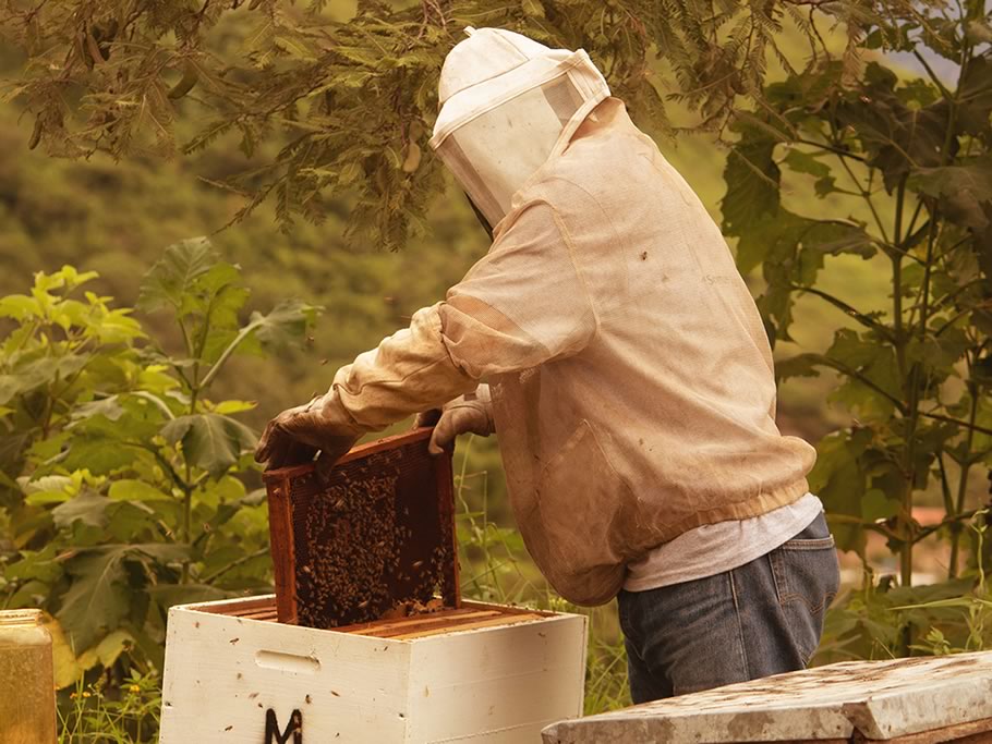 Trabajos en colmenas en primavera para lograr una óptima polinización
