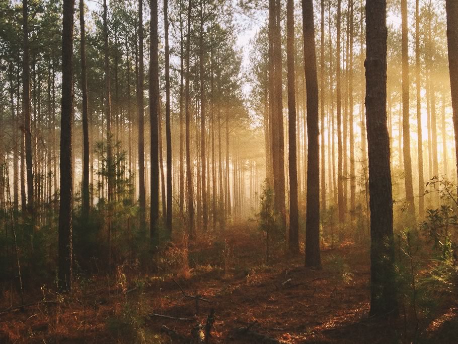 Bosques, biodiversidad y polinización