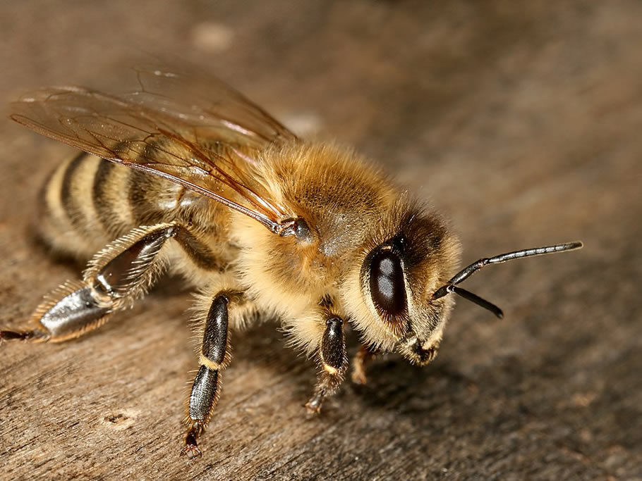 Familia Apidae II