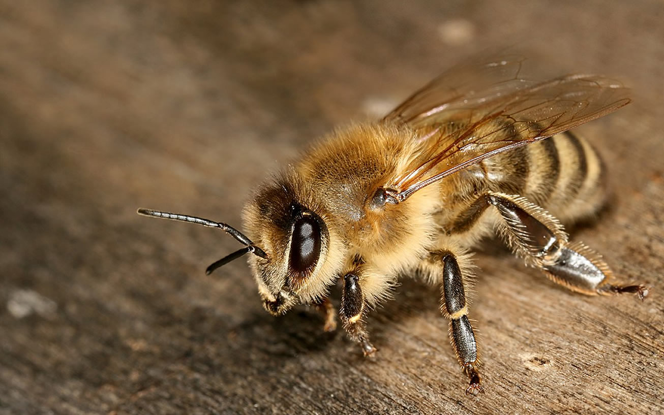 Familia Apidae II