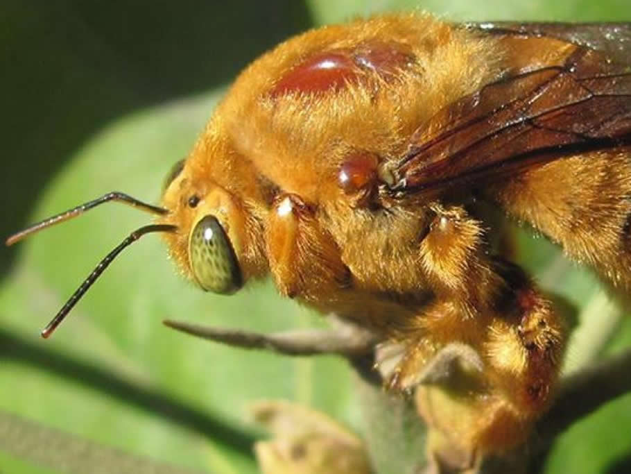Familia Apidae III