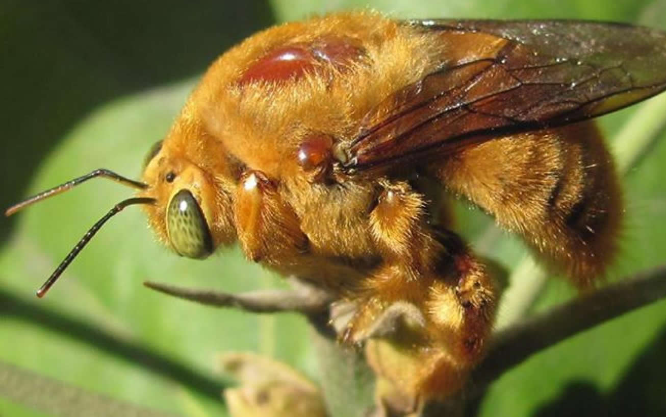 Familia Apidae III