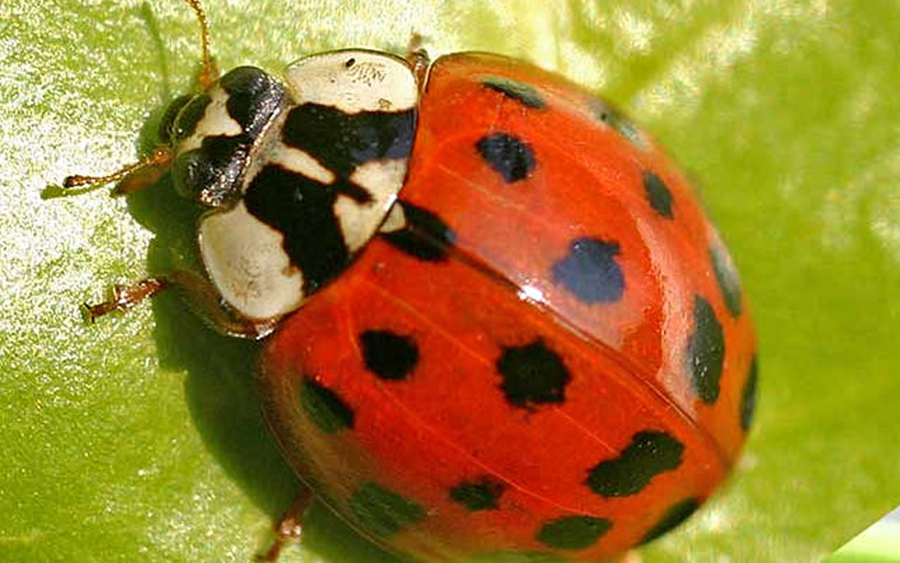 Familia Coccinellidae