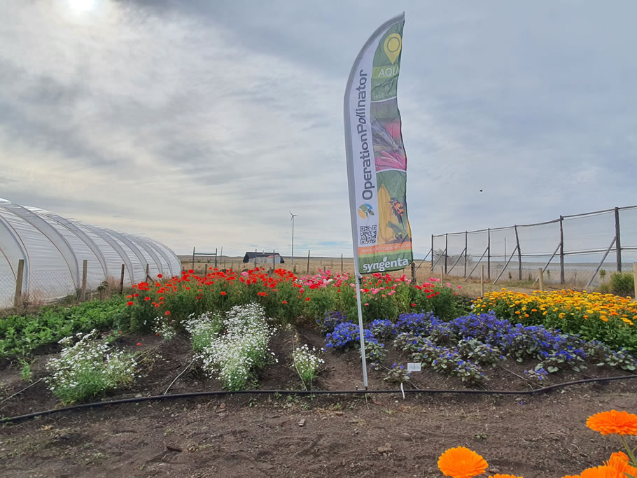 Operation Pollinator colabora con un exitoso proyecto de bandas florales como complemento a la producción hortícola sustentable – Parte II