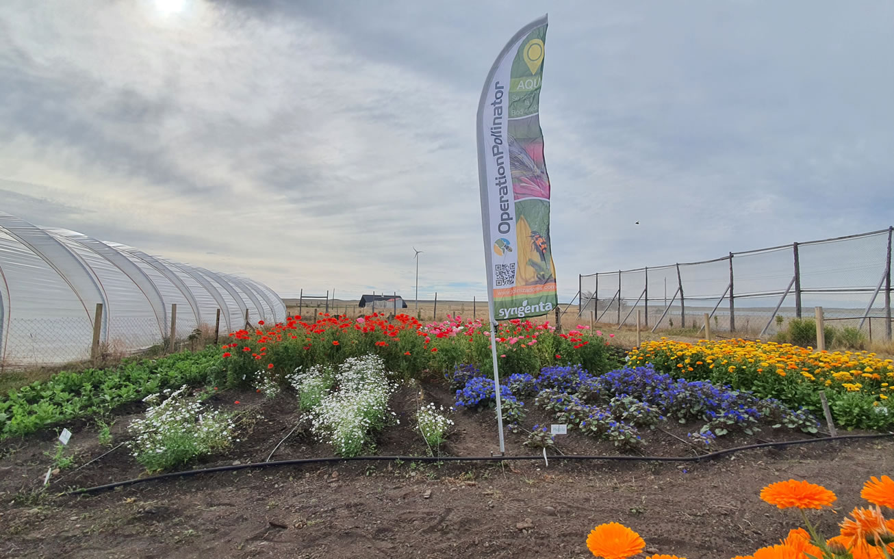 Operation Pollinator colabora con un exitoso proyecto de bandas florales como complemento a la producción hortícola sustentable – Parte II