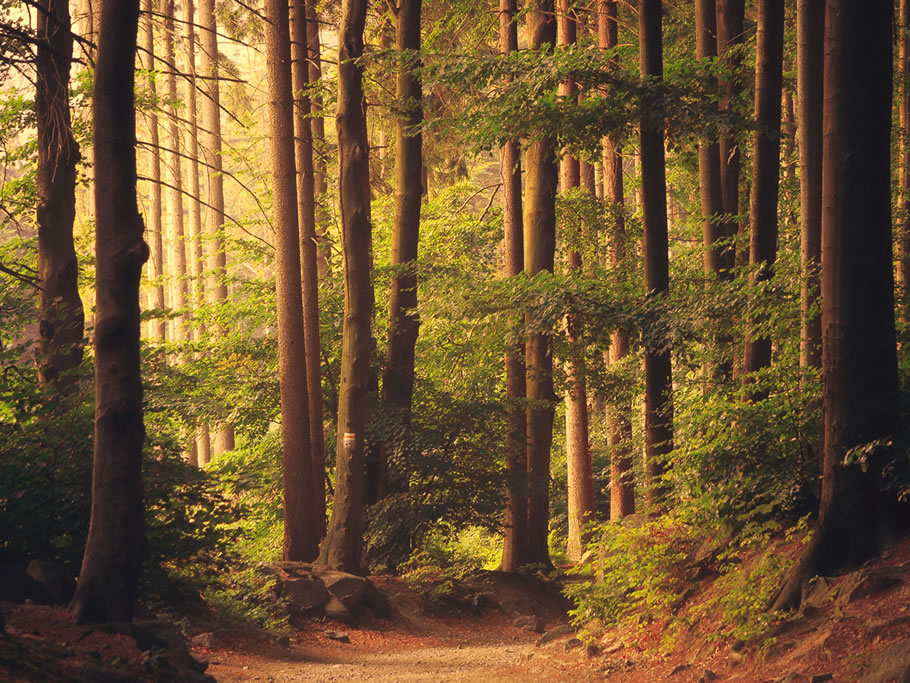 #IntlForestDay - 21 de Marzo: Día Internacional de los Bosques
