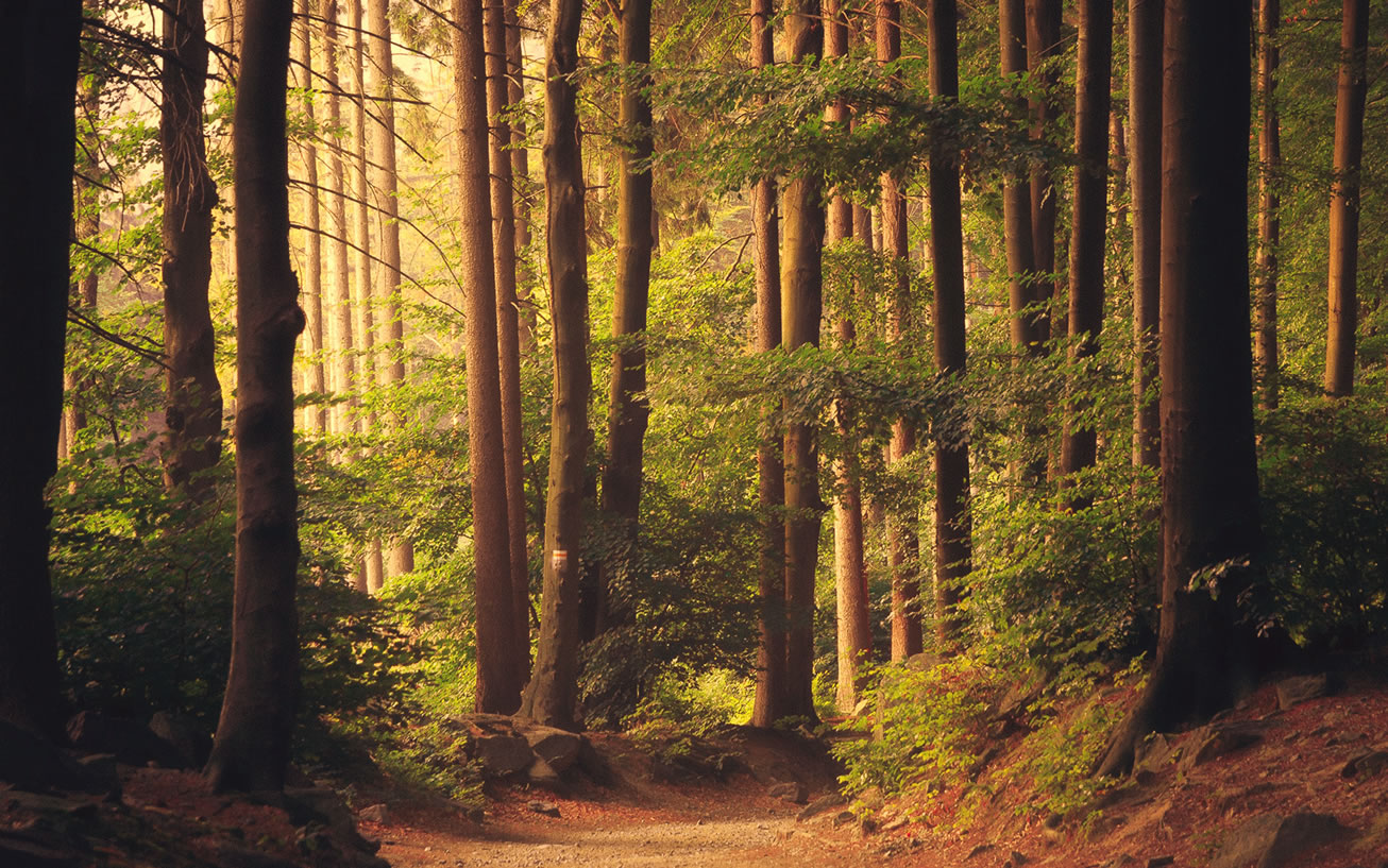 #IntlForestDay - 21 de Marzo: Día Internacional de los Bosques