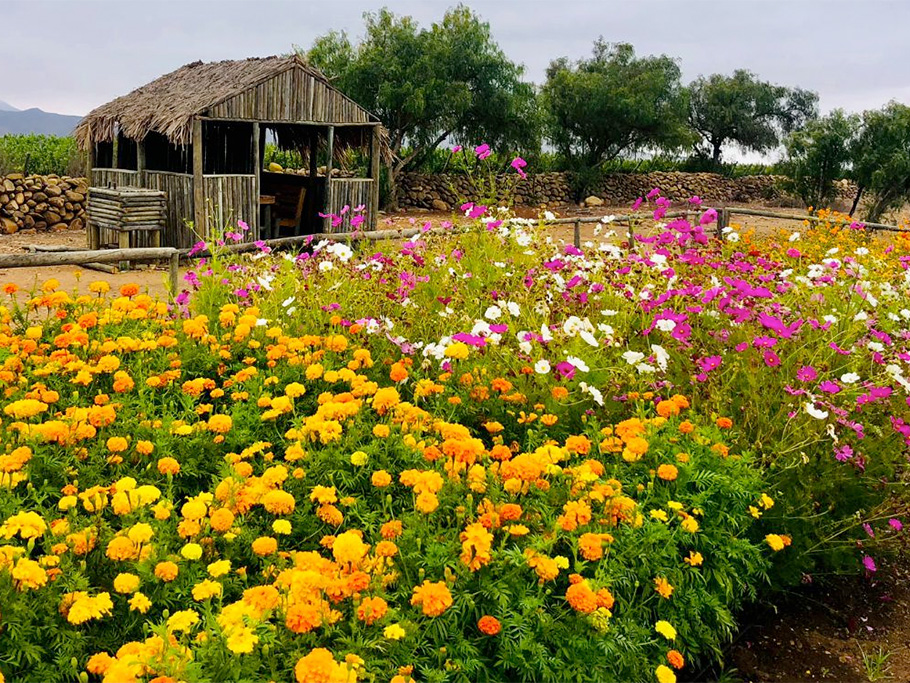 Viña Concha y Toro pone en práctica el programa Operation Pollinator en sus viñedos
