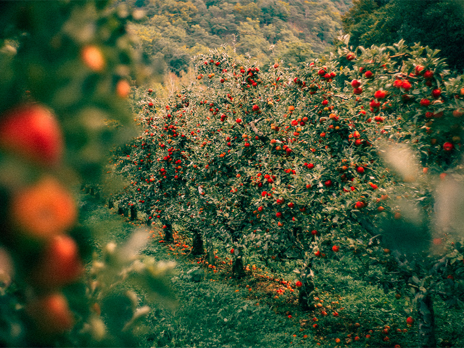 Prácticas amigables con los polinizadores para incrementar la producción de manzanas y peras
