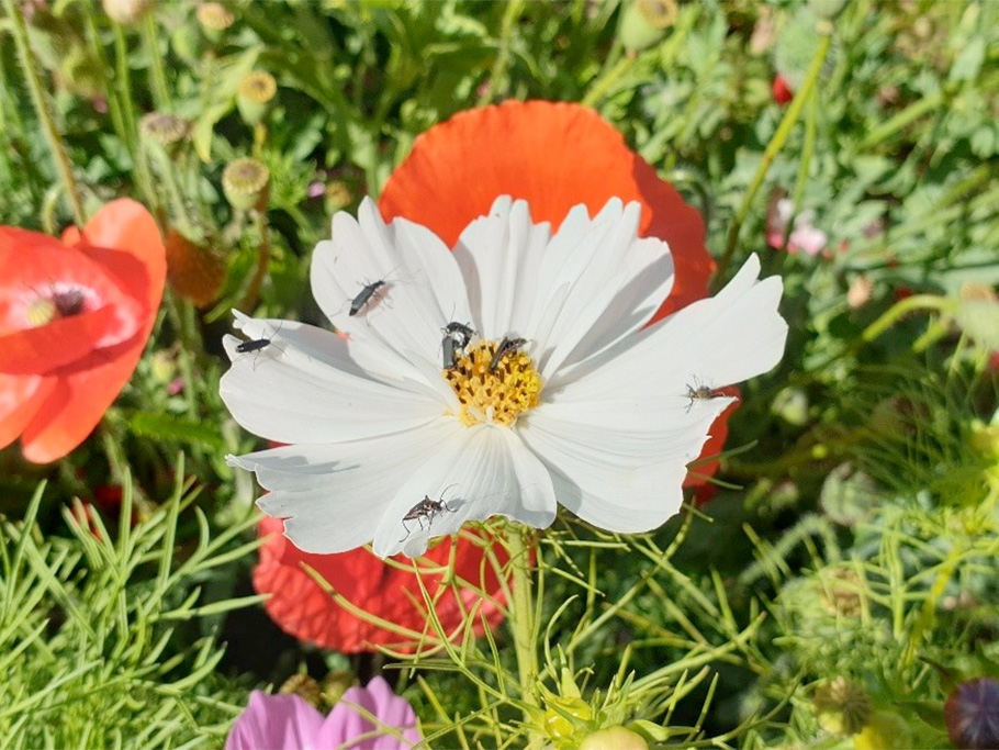 Agrícola El Parque comparte su experiencia sobre la puesta en práctica del programa Operation Pollinator