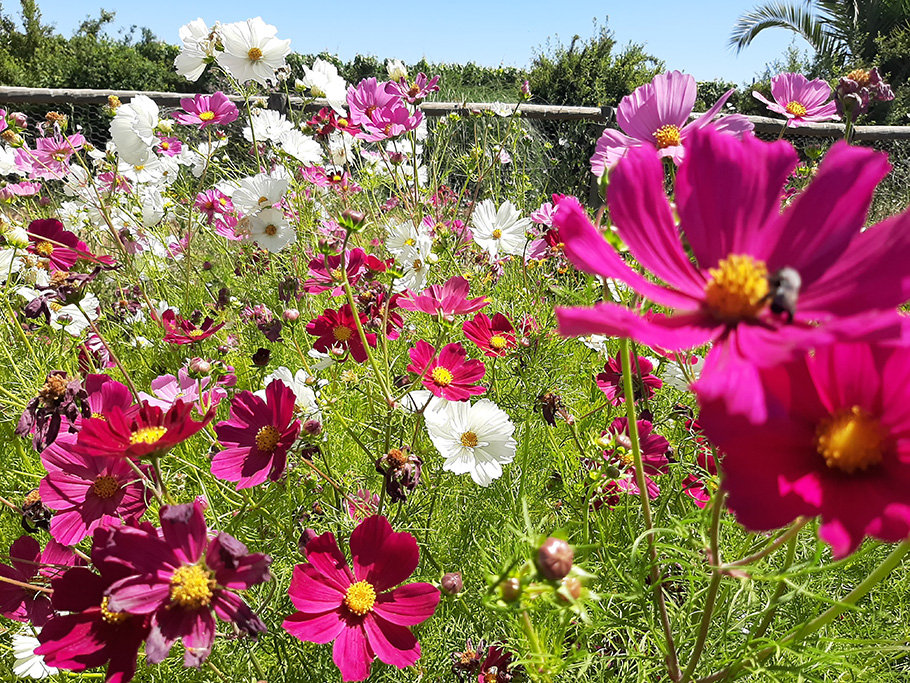 En sus viñedos, Viña Aresti implementa el programa Operation Pollinator