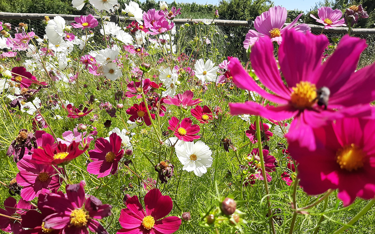 En sus viñedos, Viña Aresti implementa el programa Operation Pollinator