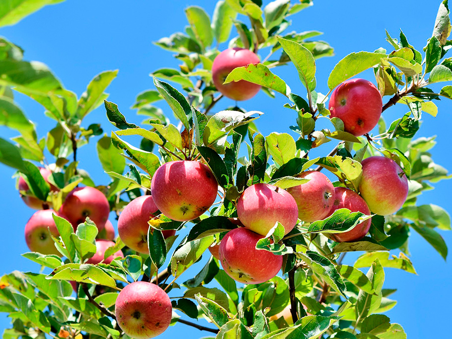 Estudios realizados por Syngenta confirman un aumento en la producción de fruta asociado a la presencia de bordes florales nativos junto a los cultivos