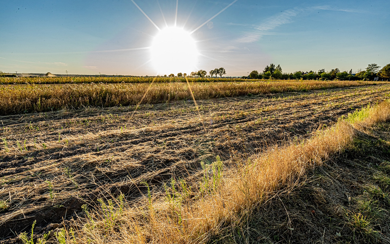 Cambio climático, captura de carbono y biodiversidad