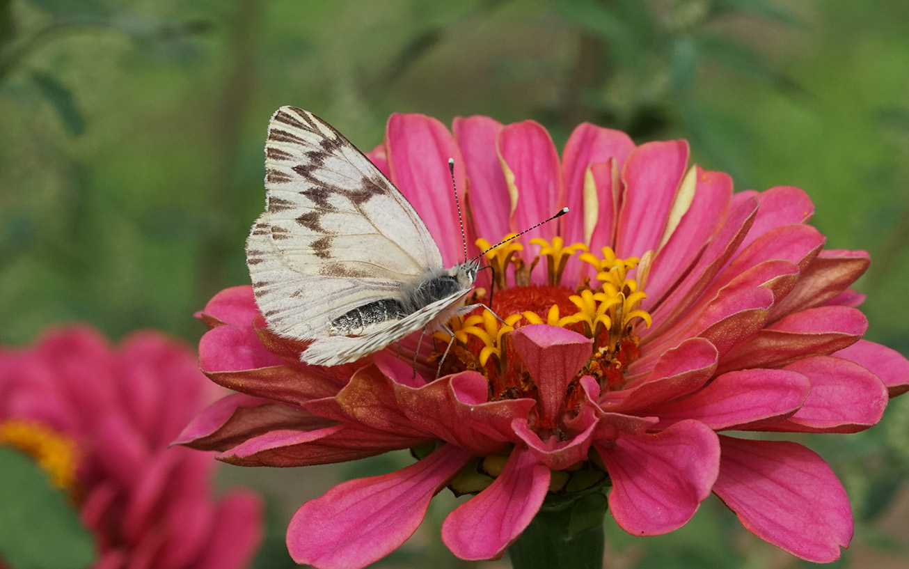 Día Mundial de la Naturaleza - Uruguay