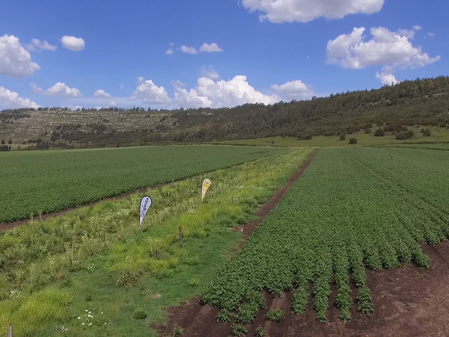 La biodiversidad le da sustento a los ecosistemas