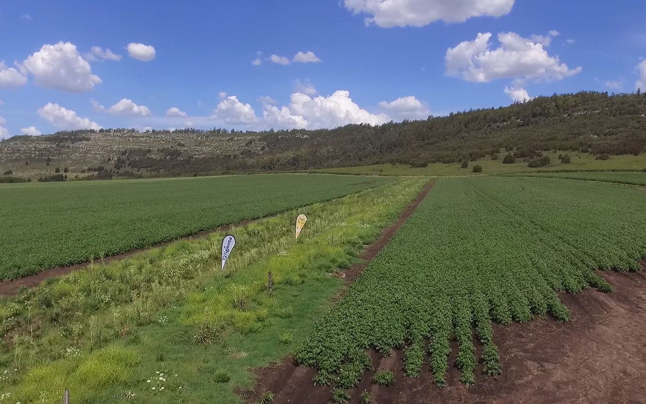 La biodiversidad le da sustento a los ecosistemas